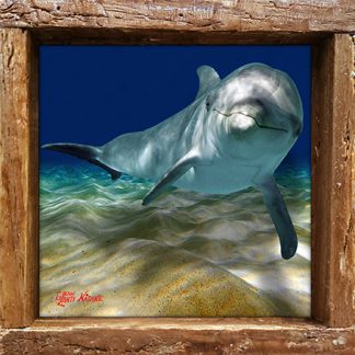"Dolphin Over the Sand"