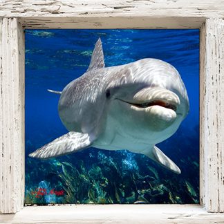 "Dolphin on the Seafans"