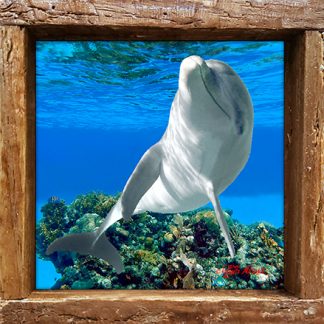 "Dolphin Playing"