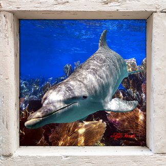 "Dolphin Skimming the Seafans"