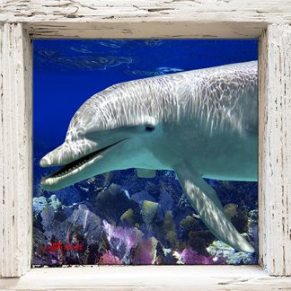 "Dolphin Smiling"