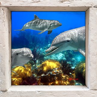 "Dolphins Playing on the Reef"