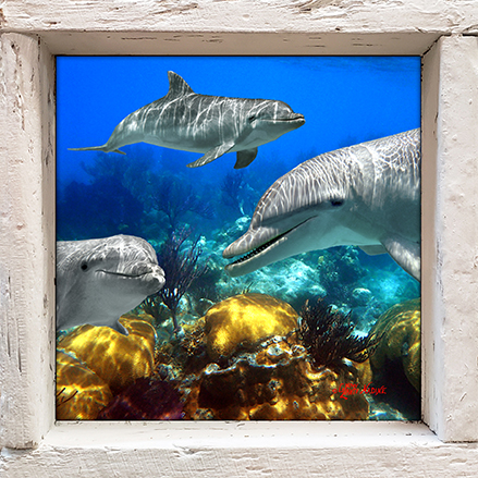 "Dolphins Playing on the Reef"