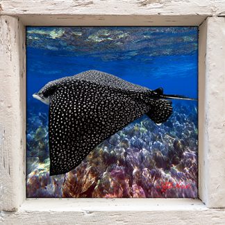 "Eagle Ray 1"
