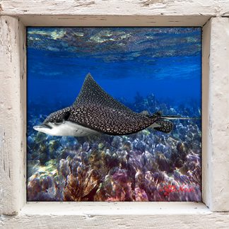 "Eagle Ray 2"