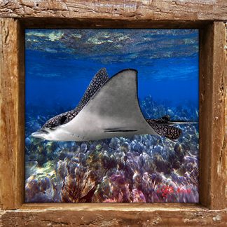 "Eagle Ray 3"