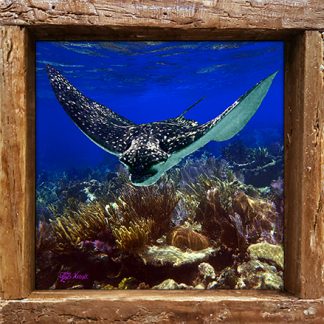 "Eagle Ray at Grecian Rocks"