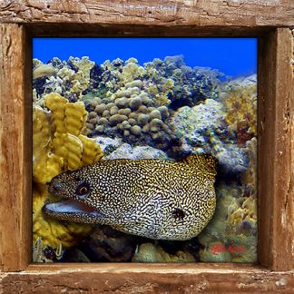 "Eel in the Corals"