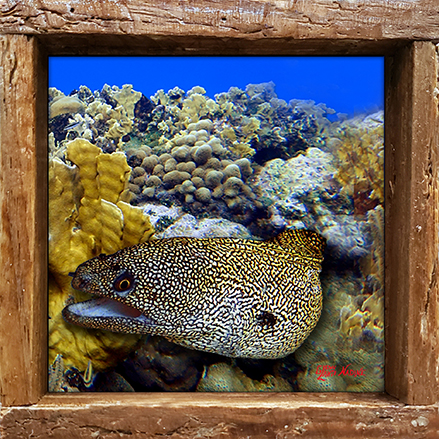 "Eel in the Corals"