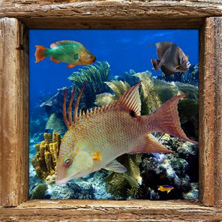 "Fish, Sponges, and Fans"