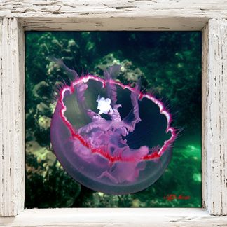 "Fishy Jellyfish"
