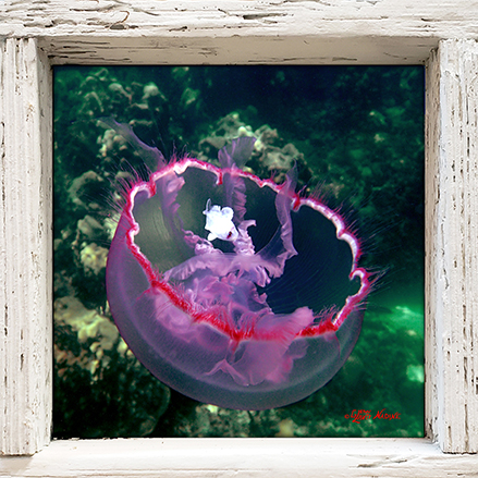 "Fishy Jellyfish"