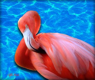 "Flamingo Preening"