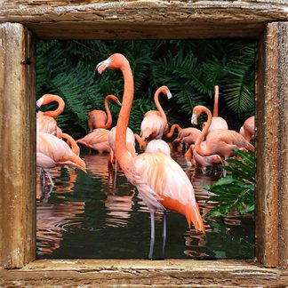 "Flamingos"