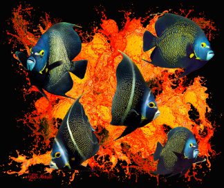 "French Angelfish"