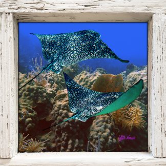 "Gliding Over the Corals"