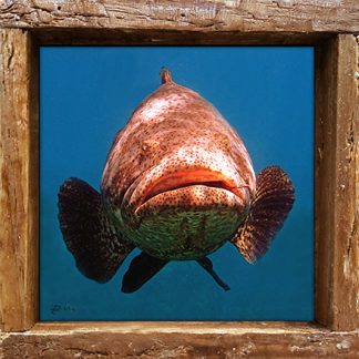 "Goliath Grouper in Your Face"