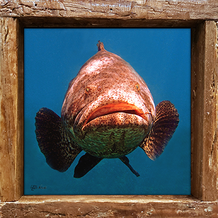 "Goliath Grouper in Your Face"