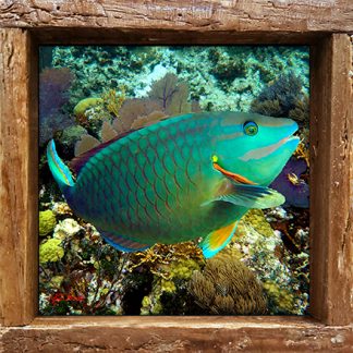 "Green Parrotfish"