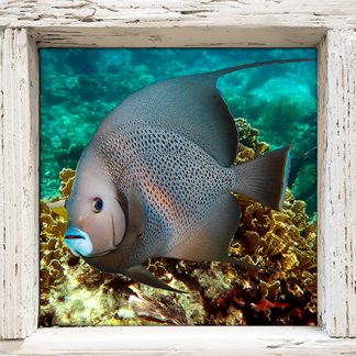 "Grey Angelfish Over the Corals"