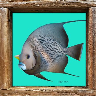 "Grey Angelfish with Teal Background"