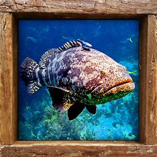"Grouper"