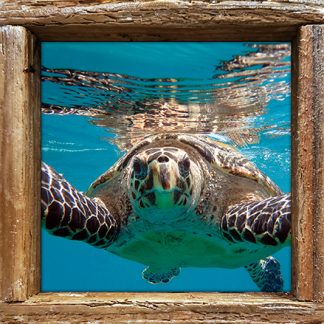 "Hawksbill"
