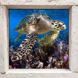 "Hawksbill and Seafans"