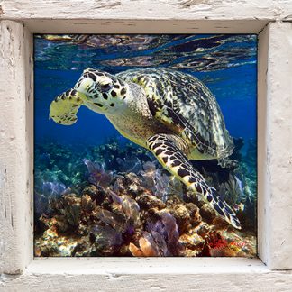 "Hawksbill near the Surface"