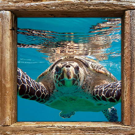 "Hawksbill"