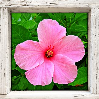 "Hibiscus"