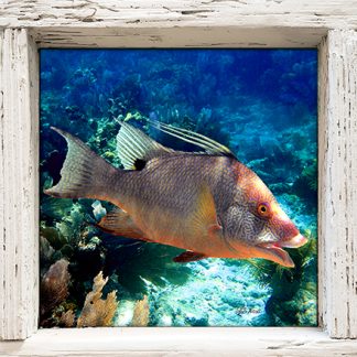 "Hogfish in the Seafans"