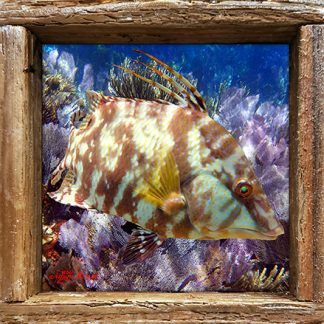"Hogfish near the Seafans"