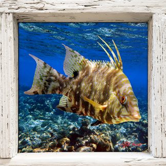 "Hogfish Over the Reef"