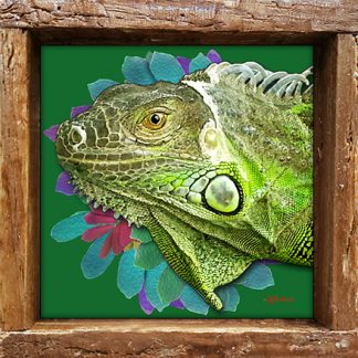 "Iguana"