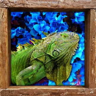 "Iguana in Blue"