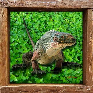 "Iguana in the Leaves"