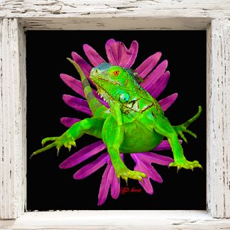 "Iguana Mon"