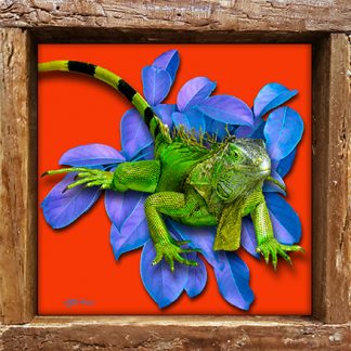 "Iguana Red Background"