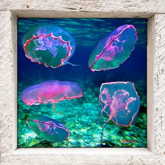 "Invasion of the Jellies"