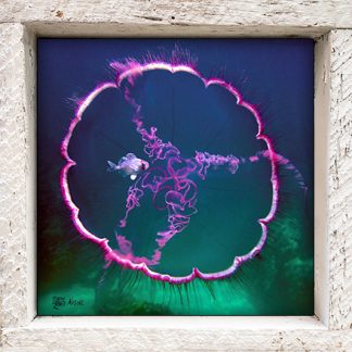 "Jelly with Fish"