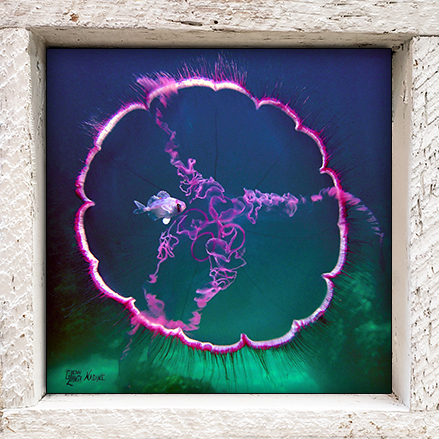 "Jelly with Fish"