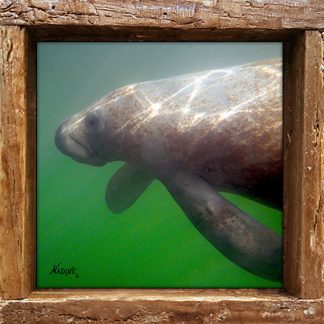 "Just Swimming Along"