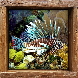 "Lionfish"