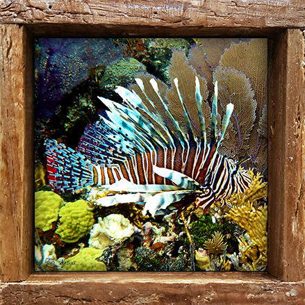 "Lionfish"