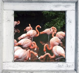 "Loads of Flamingos"