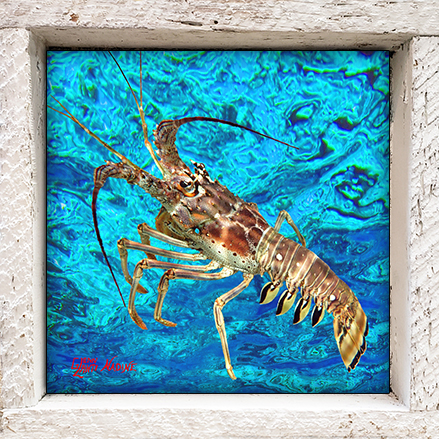 "Lobster and Ocean"
