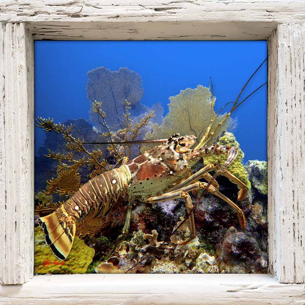 "Lobster and Reef" Lobster Trap Art