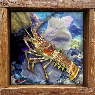 "Lobster and Seafan"