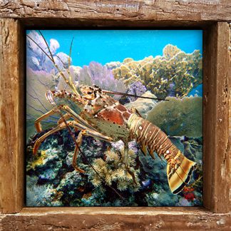 "Lobster and Seafans"